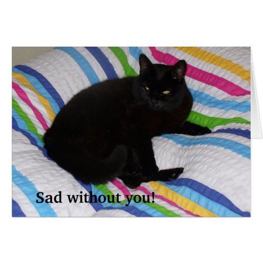 Schwarze Katze im Bett (Vorderseite (Horizontal))