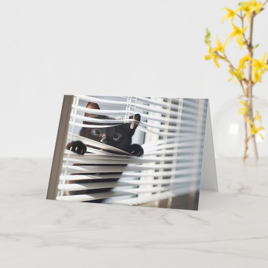 Schwarze Katze in Blinds Denken Sie an Sie Karte (Gelbe Blume)