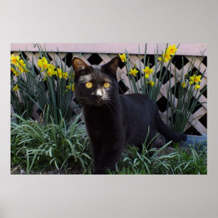 Schwarze Katze in der Hülle der Götter Poster