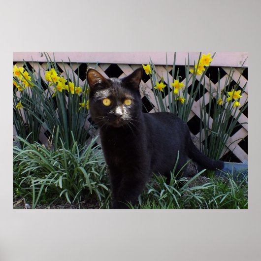 Schwarze Katze in der Hülle der Götter Poster (Vorne)