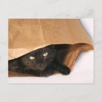 Schwarze Katze in einem Beutel auf der Postkarte