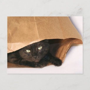 Schwarze Katze in einem Beutel auf der Postkarte