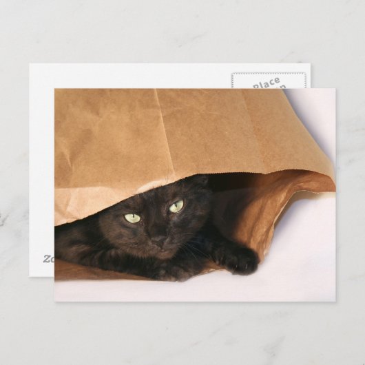 Schwarze Katze in einem Beutel auf der Postkarte (Vorne/Hinten)