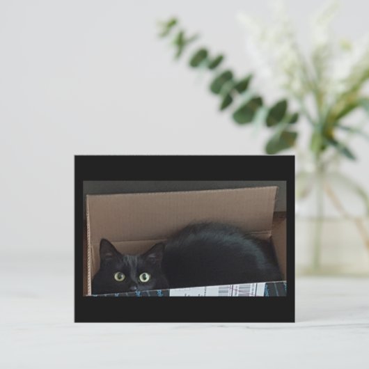 Schwarze Katze in einer Kiste Postkarte (Stehend Vorderseite)