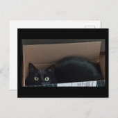 Schwarze Katze in einer Kiste Postkarte (Vorne/Hinten)