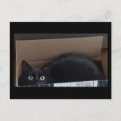 Schwarze Katze in einer Kiste Postkarte (Vorderseite)
