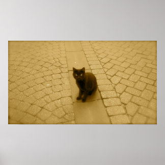 Schwarze Katze in Sepia Poster