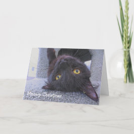 Schwarze Katze Karte