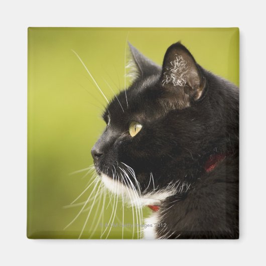 Schwarze Katze Magnet (Vorne)