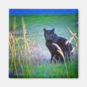 Schwarze Katze Magnet