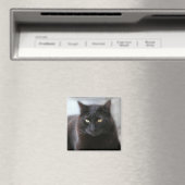 Schwarze Katze Magnet (In Situ (Geschirrspüler))