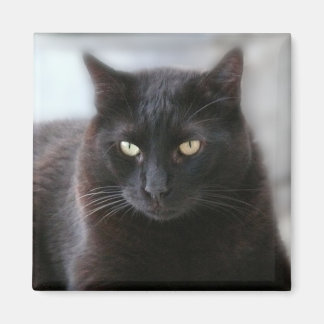 Schwarze Katze Magnet