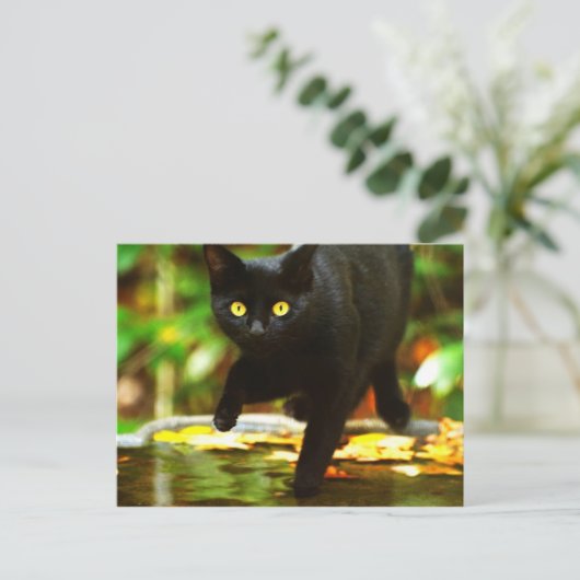 Schwarze Katze mit auffallenden gelben Augen Postkarte (Stehend Vorderseite)