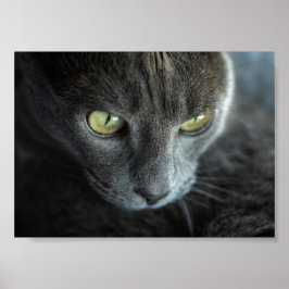 SCHWARZE KATZE MIT GRÜNEN AUGEN FOTOGRAFISCHER POS POSTER
