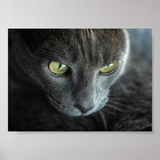 SCHWARZE KATZE MIT GRÜNEN AUGEN FOTOGRAFISCHER POS POSTER (Vorne)