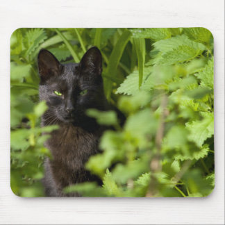 Schwarze Katze mousepad