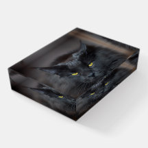 Schwarze Katze Niedlich Kitze Papergewicht