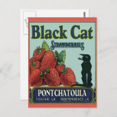 Schwarze Katze, Pontchatoula Erdbeeren Postkarte (Vorne/Hinten)