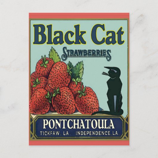 Schwarze Katze, Pontchatoula Erdbeeren Postkarte (Vorderseite)