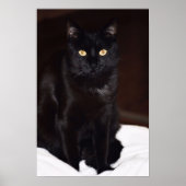 Schwarze Katze Poster (Vorne)