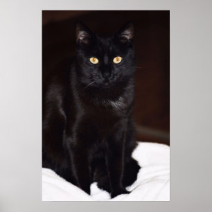 Schwarze Katze Poster