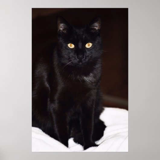 Schwarze Katze Poster (Vorne)