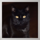 Schwarze Katze Poster (Vorne)