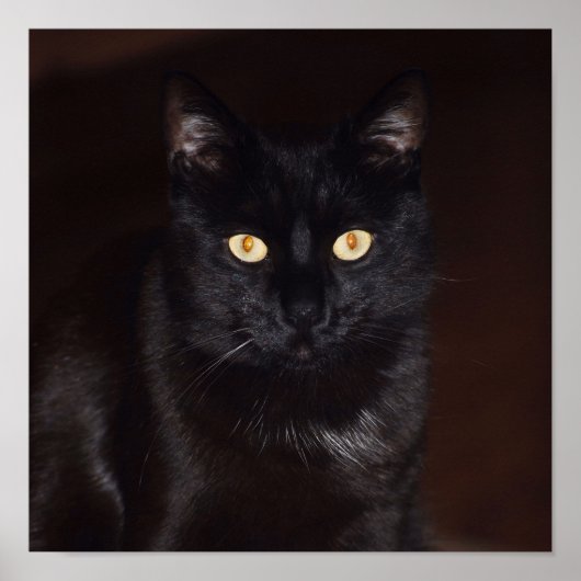 Schwarze Katze Poster (Vorne)