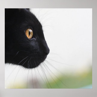 Schwarze Katze Poster