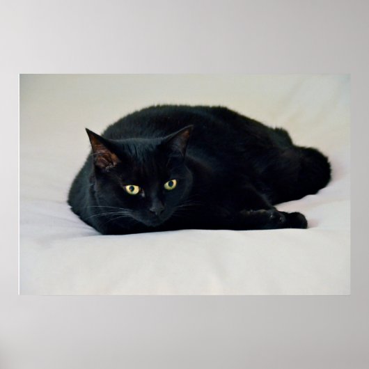 Schwarze Katze Poster (Vorne)