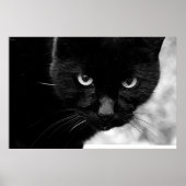 Schwarze Katze Poster (Vorne)