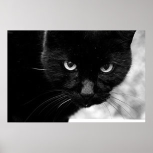 Schwarze Katze Poster