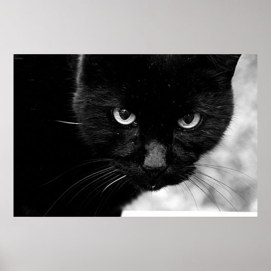 Schwarze Katze Poster (Vorne)