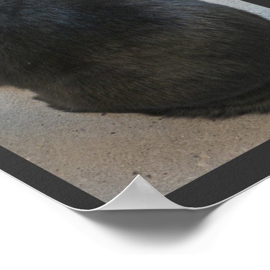 Schwarze Katze Poster (Ecke)