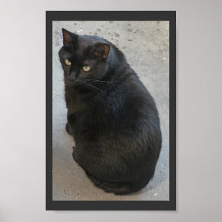 Schwarze Katze Poster
