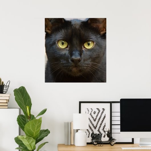 Schwarze Katze Poster (Heimbüro)