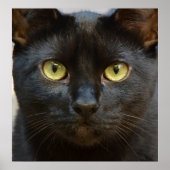 Schwarze Katze Poster (Vorne)
