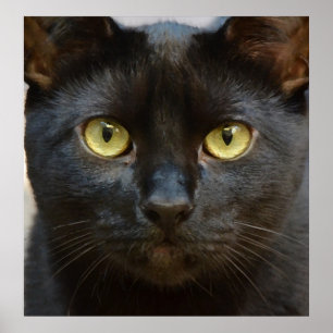 Schwarze Katze Poster