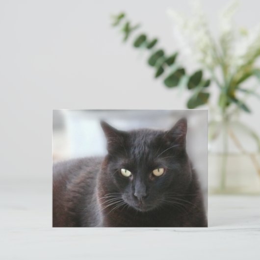 Schwarze Katze Postkarte (Stehend Vorderseite)
