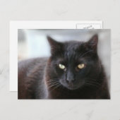 Schwarze Katze Postkarte (Vorne/Hinten)