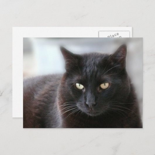 Schwarze Katze Postkarte (Vorne/Hinten)