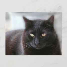 Schwarze Katze Postkarte