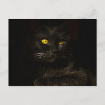 Schwarze Katze - Postkarte