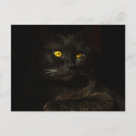 Schwarze Katze - Postkarte