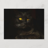 Schwarze Katze - Postkarte (Vorderseite)