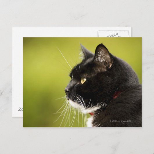 Schwarze Katze Postkarte (Vorne/Hinten)