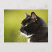 Schwarze Katze Postkarte (Vorderseite)