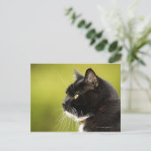 Schwarze Katze Postkarte (Stehend Vorderseite)