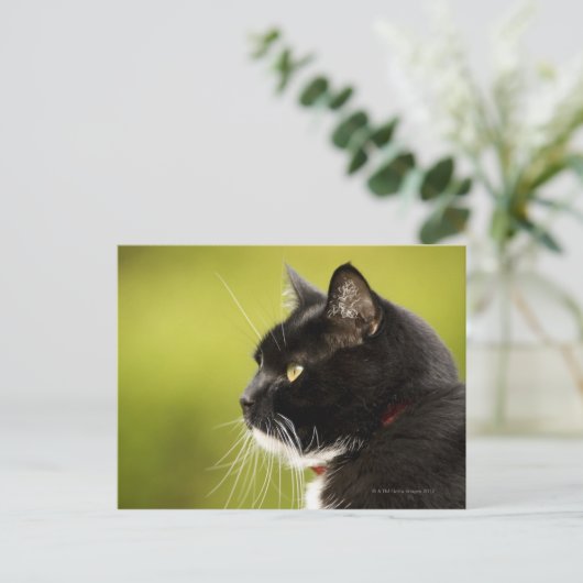Schwarze Katze Postkarte (Stehend Vorderseite)