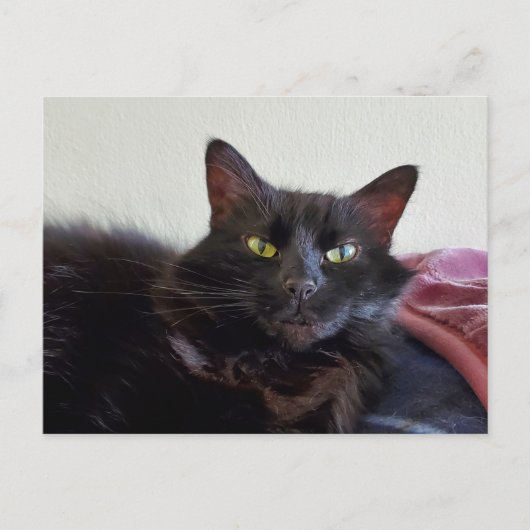 Schwarze Katze Postkarte (Vorderseite)